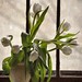 white tulips in the window 
