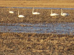 Re-Introduced Trumpeter Swan in Flock