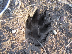 Dog or Coyote Track