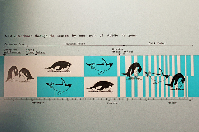Penguin chart