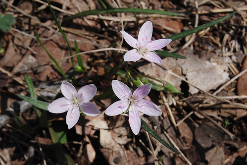 Picture of Spring Beauty, Claytonia virginica, small white flowers seen on the forest floor in very early spring.
