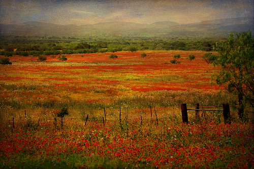 Wildflower fields