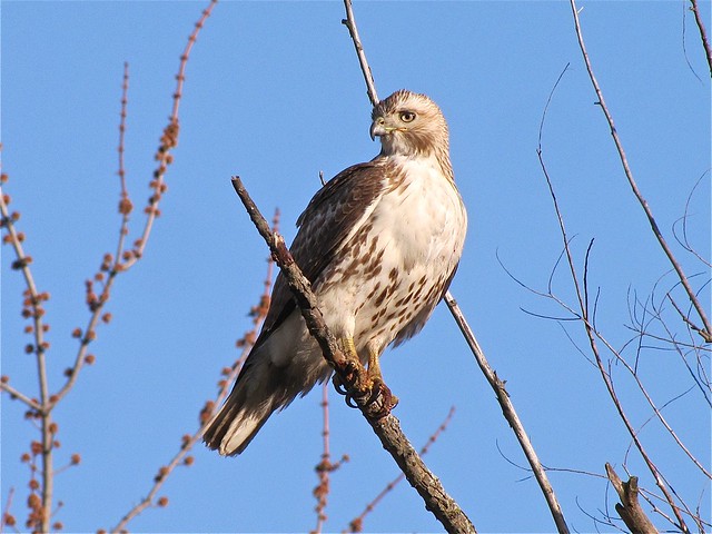 Eastern Red-tailed Hawk at Ewing Park 08