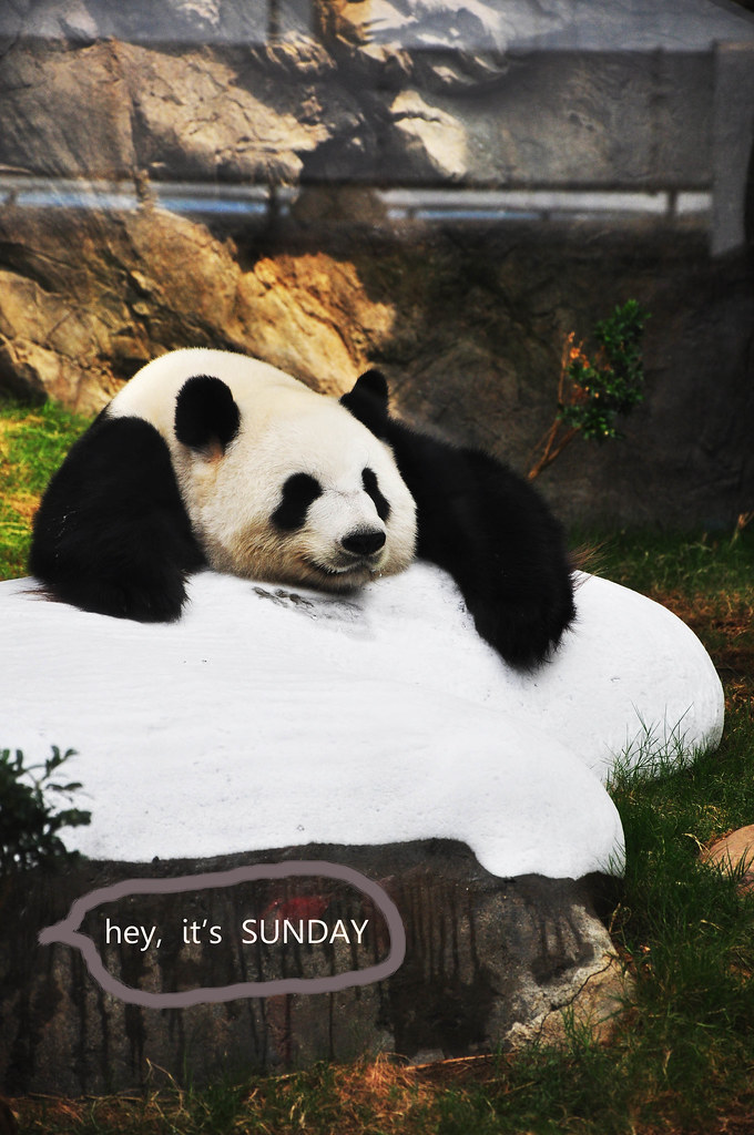 阿熊猫：我爱星期天