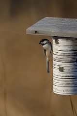 Chickadee on Bluebird House_8828.jpg by Mully410 * Images