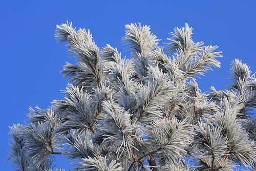 hoar frost pine 2 11 02 12