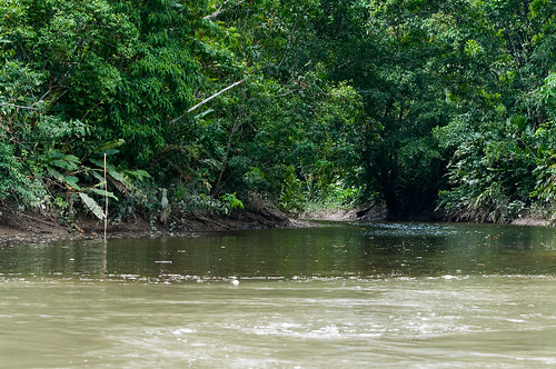 Rio Napo Meeting the Anangu Creek