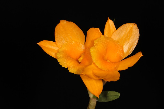 Dendrobium densiflorum (syn Dendrobium clavatum) 2012-02-13 04