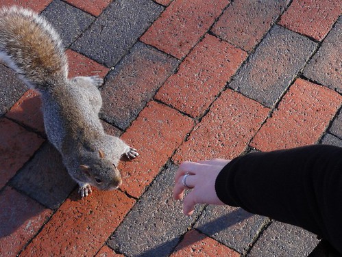 Friendly Squirrel in Lafayette Park