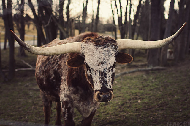 Texas Longhorn Steer [03.04.12]