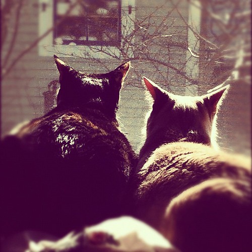 two cats bird watching