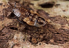 Blattodea (Panama)