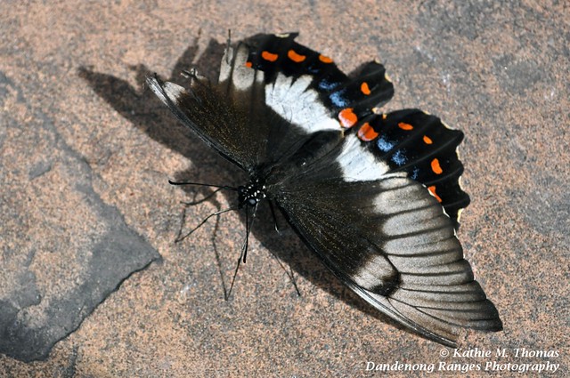 Damaged wing Butterfly