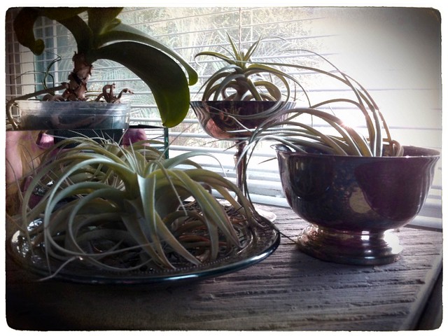 Airplants in tarnished silver vessels