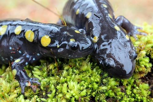 Yellow spotted salamanders by essentialyoga