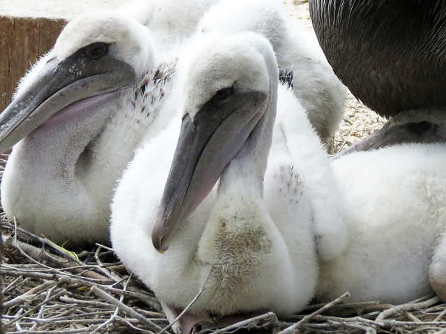 Baby Brown Pelicans