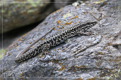 Andorran Reptiles