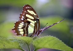 Malachite butterflies