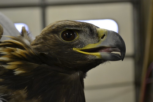 A golden eagle's eye is about the same size as a person's, but they can see up to 5 times better than people!