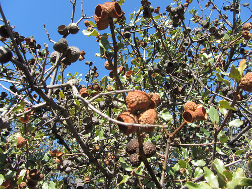 oak with acorn hats