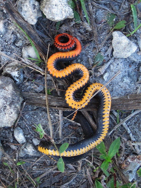 Ring-necked Snake (Diadophis punctatus)  playing dead 20120303 20120303