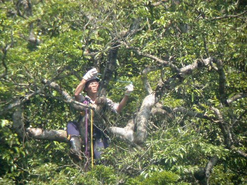 調查團隊成員陳一銘爬上林鵰巢樹架設監視系統。(攝影：王峻)