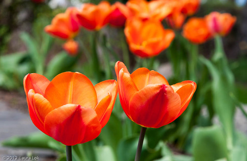 orange tulips at arbor crest-5