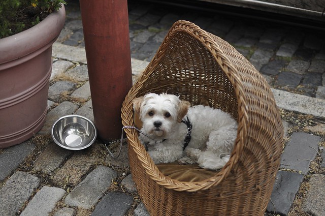 dog in a basket (359)