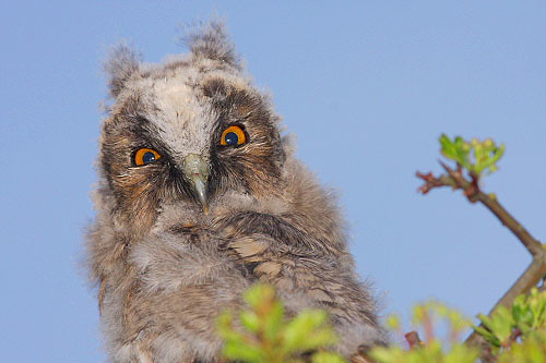 Wild long eared Owl chick by Paul Miguel