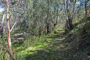 Track winding through bushland N Bartlett