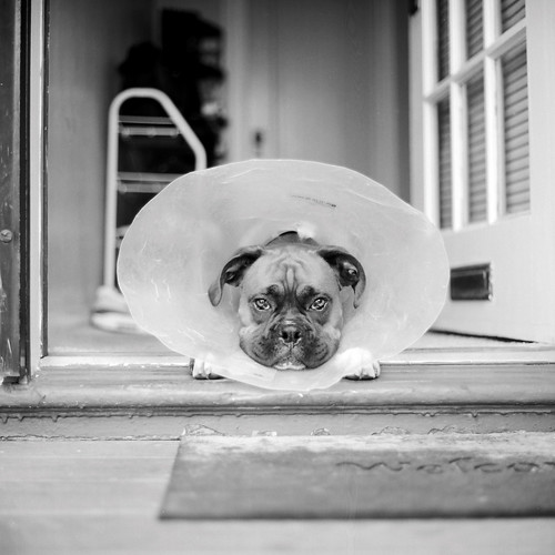 Cone of Shame by DowntownRickyBrown