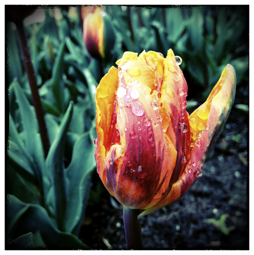 Drippy tulip