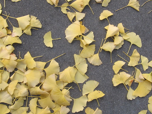 Fallen Yellow Gingko Leaves