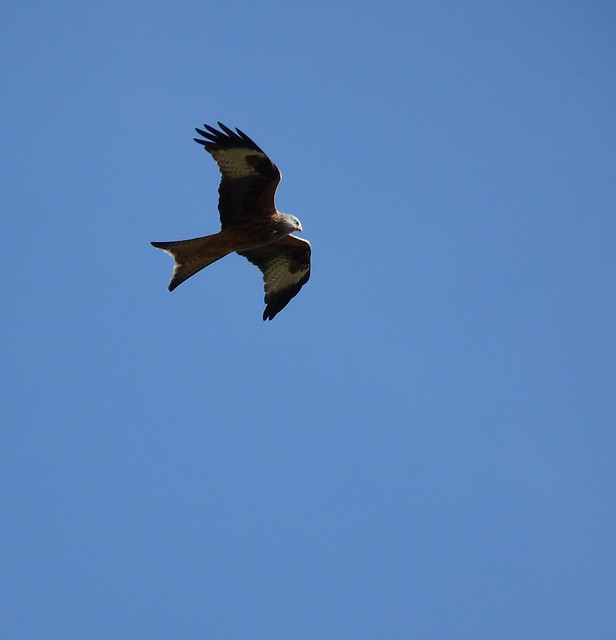 25607 - Red Kite, Carreg Cennen
