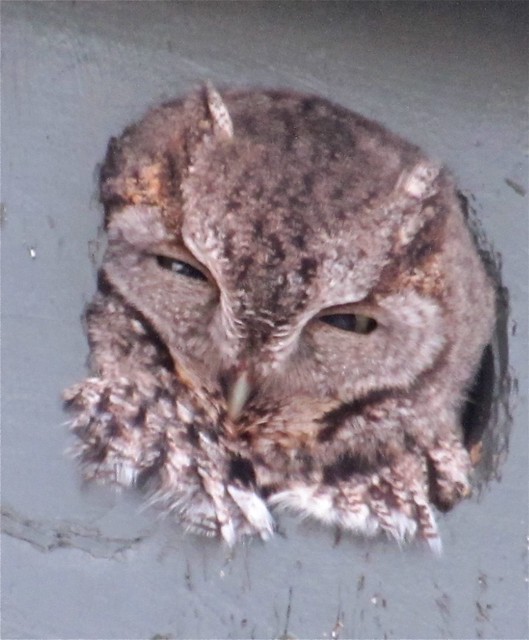 Eastern Screech-owl in Normal, IL 03