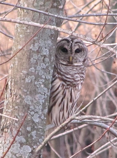 Barred Owl in Woodford County 01