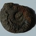 005 / Ammonite de Belmont