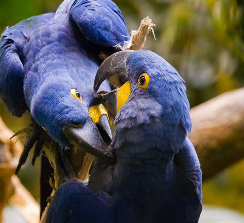 Hyacinth Macaw pair courting by Shiny Dewdrop