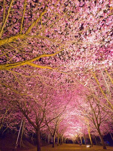 jay Chang Cherry Blossoms Tunnel at Night