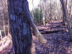  Tree Appendage 