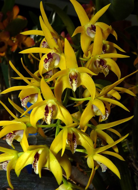seen at the 2012 pacific orhid exposition, Dendrobium (speciosum x Aussie Treat) hybrid orchid