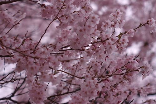 桜 by kazu.n