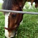 Clydesdale Grazing 3