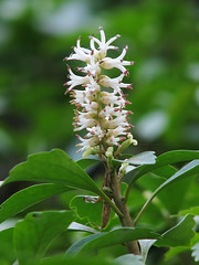 Buxaceae　ツゲ科
