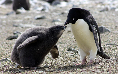Adelie penguin and his chick on Paulet island by Jo Sze