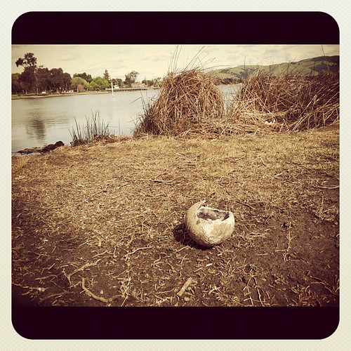 #SignsOfSpring : Looks like we have a baby bird at Lake Elizabeth in #Fremont #fb