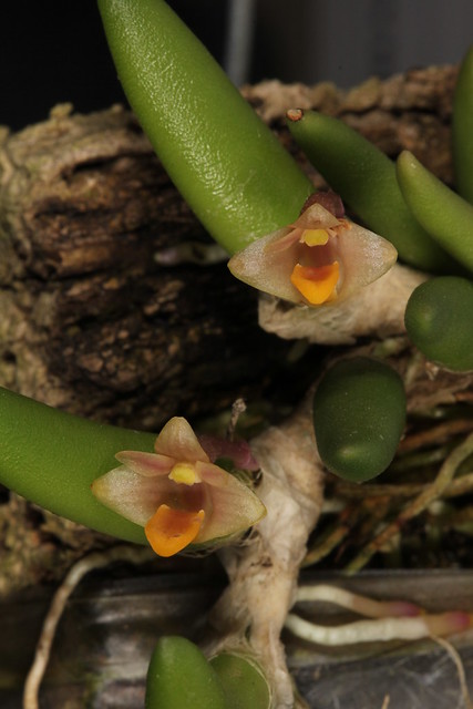 Dendrobium prenticei 2011-12-02 02