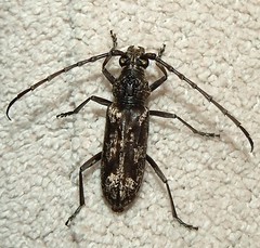 Longhorn Beetle © (x2)
