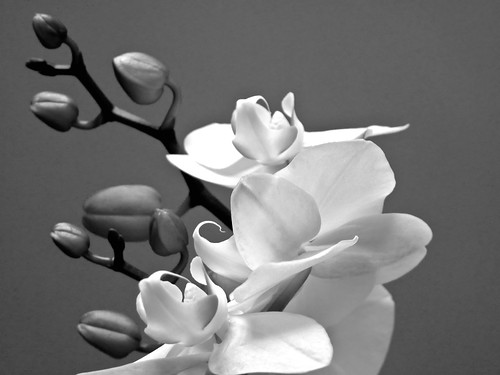 orquídia by dolors ayxendri