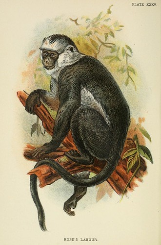 020-Langur de Hose-A hand-book  to the primates-Volume 2-1896- Henry Ogg Forbes